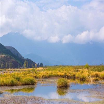 宝可梦大师国际版下载